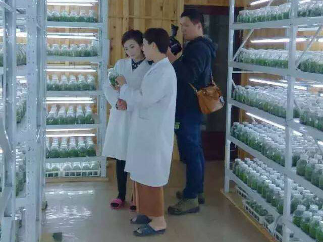 你从山中来，带着斛花香－－温州女性乡土代表专访