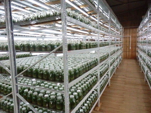 铁皮石斛苗种植环境