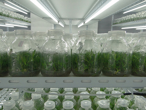 选择优质的铁皮石斛苗，选择丰之源石斛科技有限公司