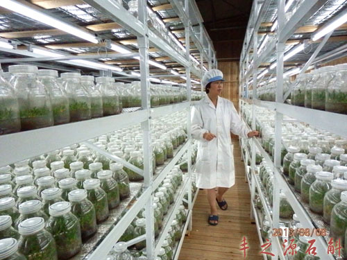 你看见过这样的铁皮石斛苗吗