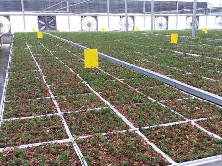 铁皮石斛苗喜欢什么样的生长环境