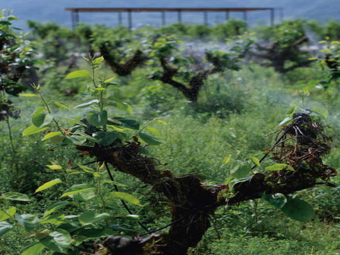 关于铁皮石斛种苗的种植技术