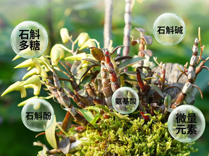 什么是铁皮石斛