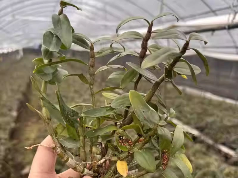 铁皮石斛的形态特征