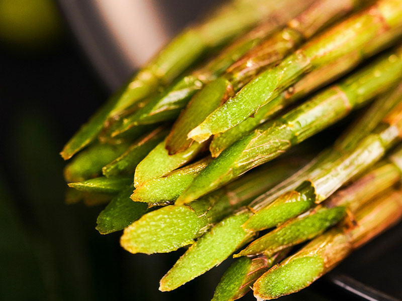 铁皮石斛的生产环境