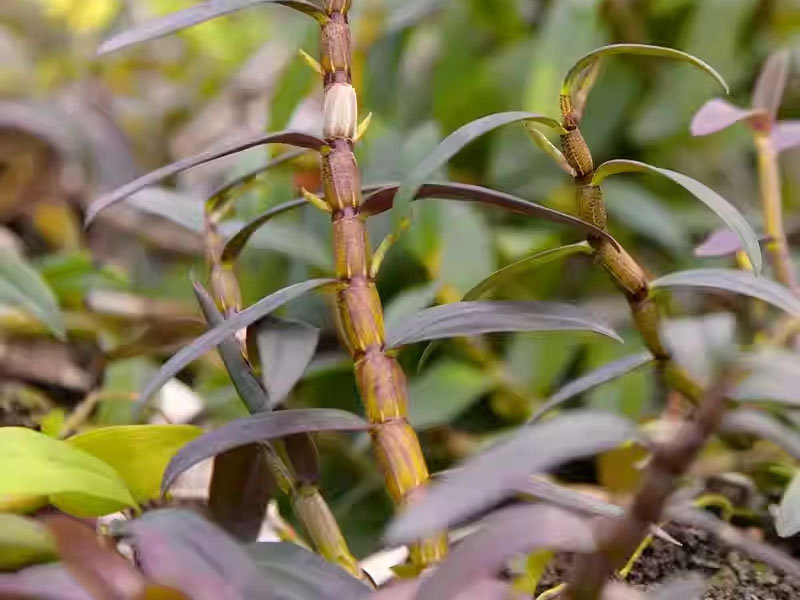 铁皮石斛的栽培技术