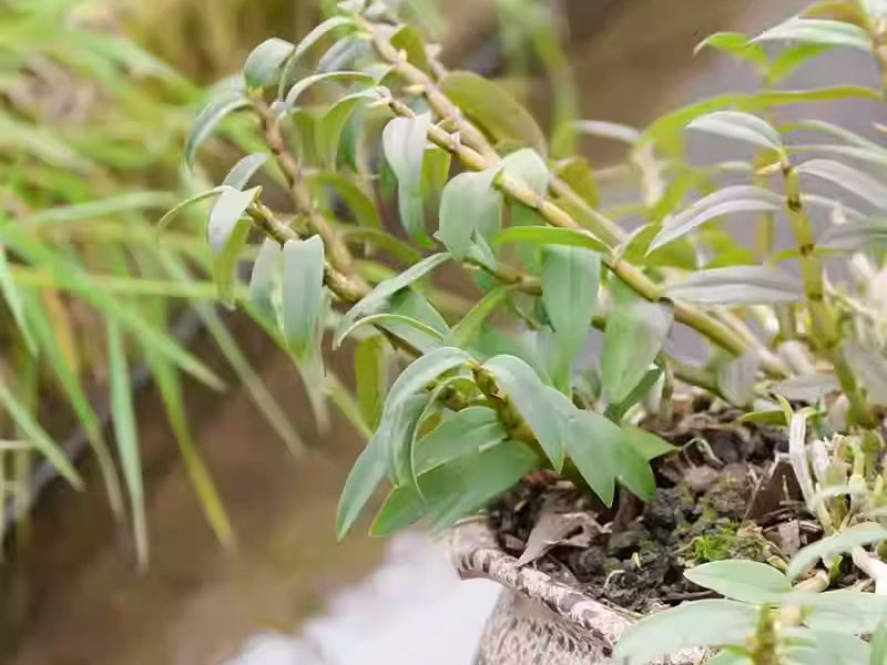 铁皮石斛的形态特征