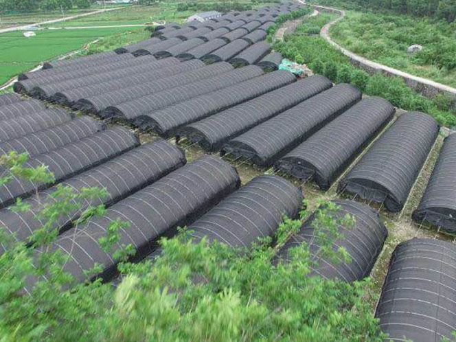 铁皮石斛苗种子