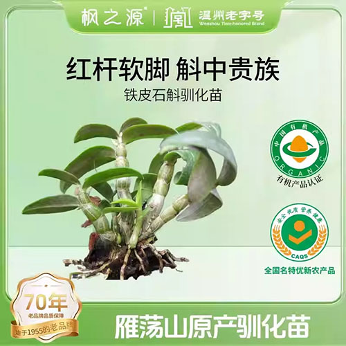 铁皮石斛驯化苗